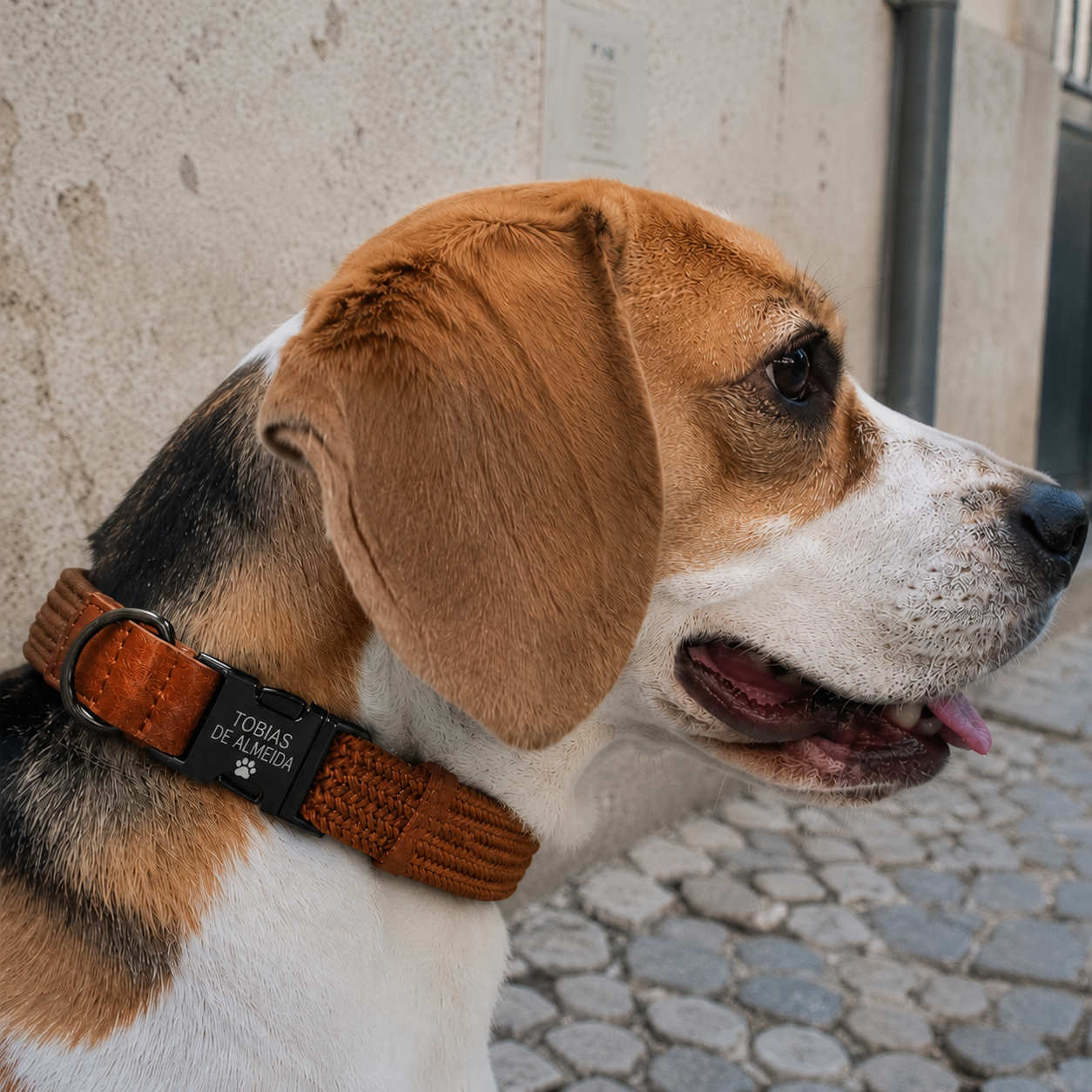 Coleira para Cães Personalizada - MimoCao