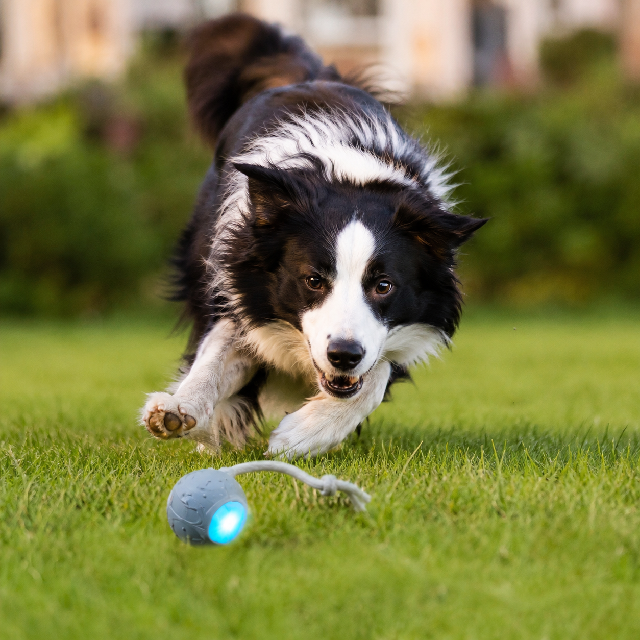 Brinquedo Bola Rolante Automática para Cães - MimoCao