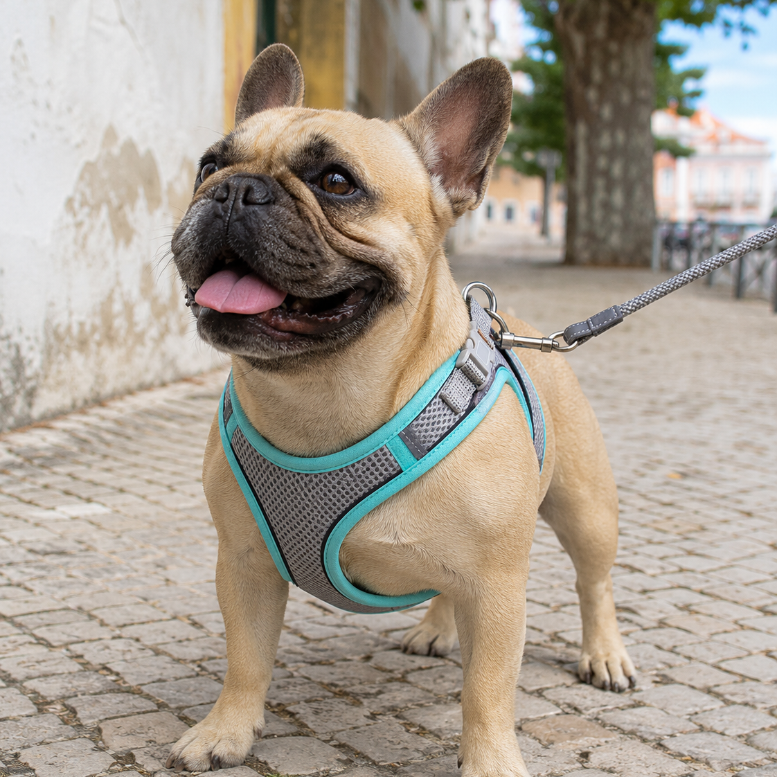 Peitoral Confortavel para Cães de Pequeno e Médio Porte - MimoCao