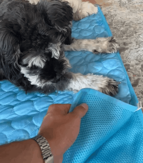 Tapete Refrescante para Cães - MimoCao
