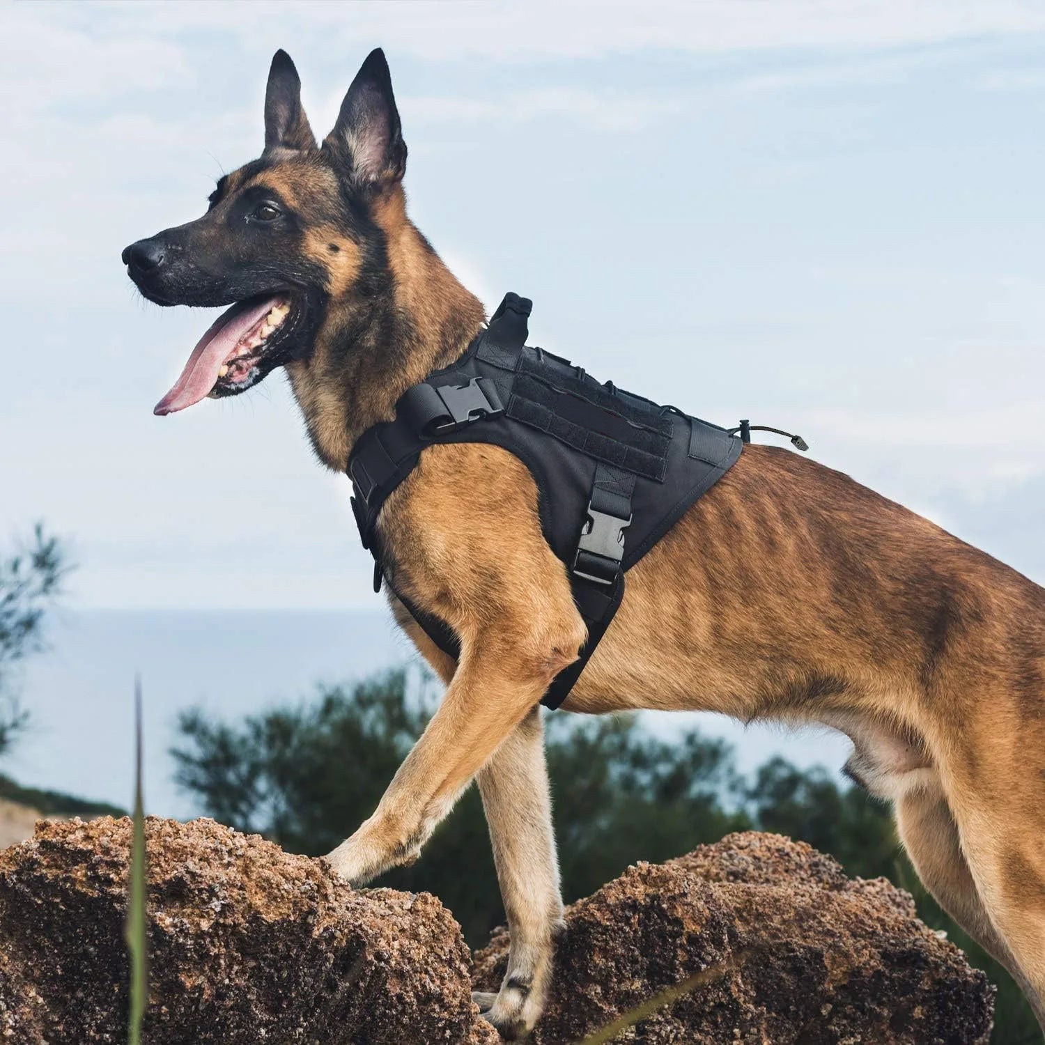 Peitoral Colete para Cães K9 para Cães - MimoCão