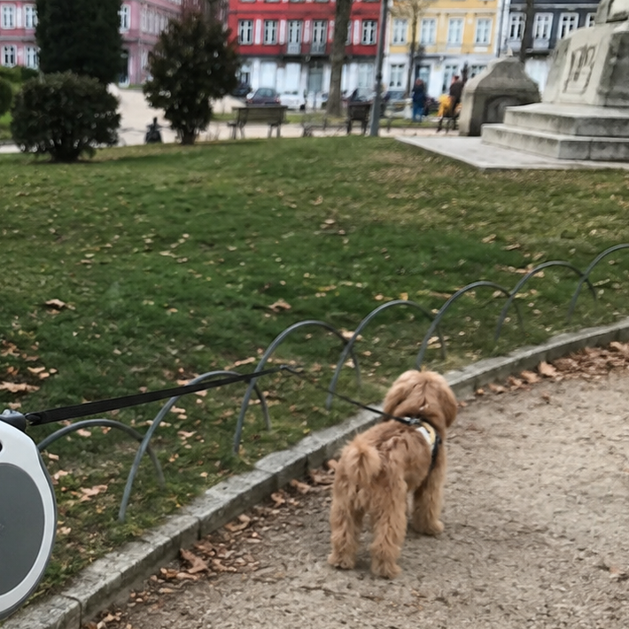 Trela de Passeio Livre para Cães -  MimoCao