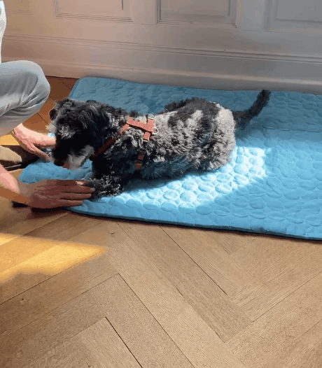 Tapete Refrescante para Cães - MimoCao
