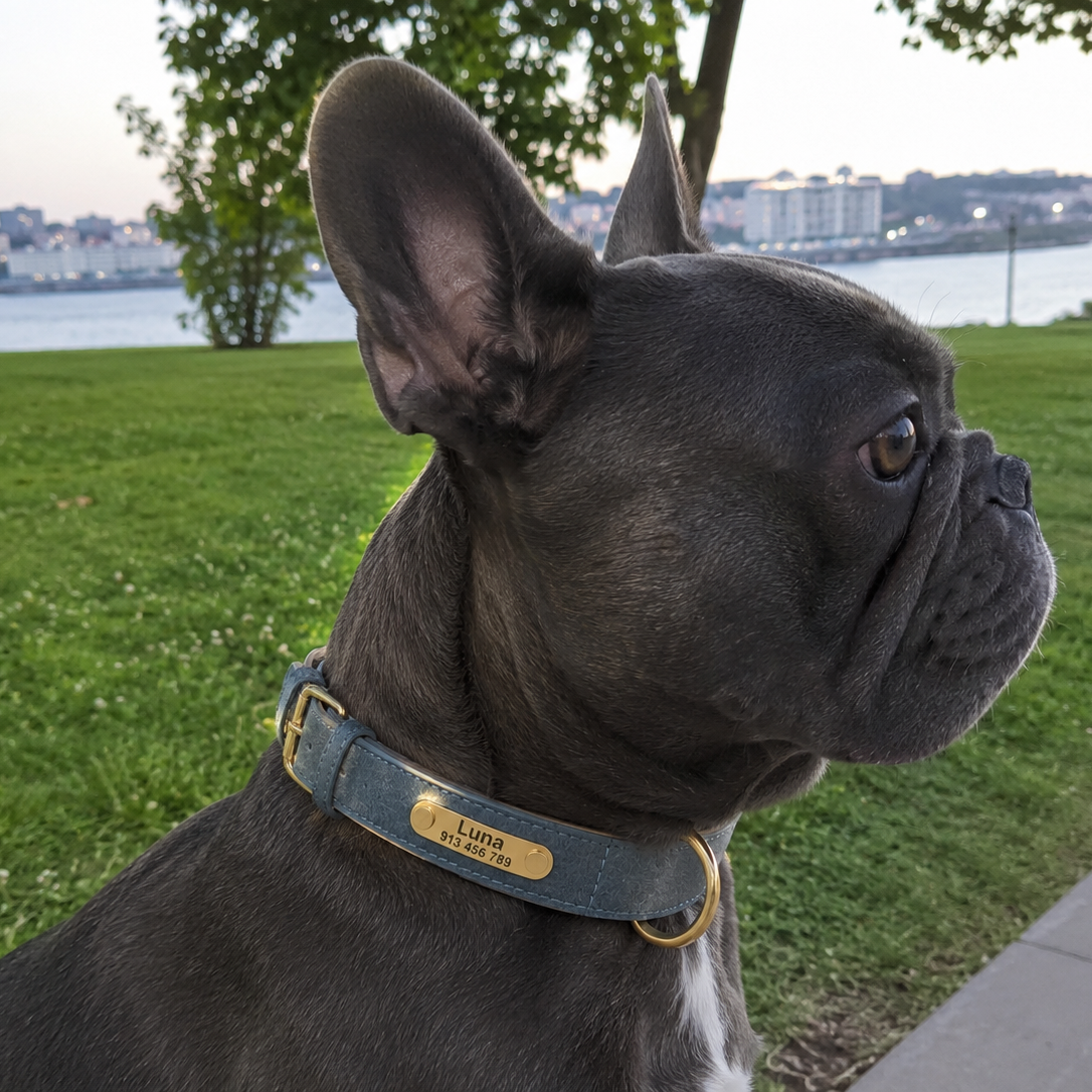 Coleira Personalizada para cães de pequeno, médio e grande porte - MimoCao