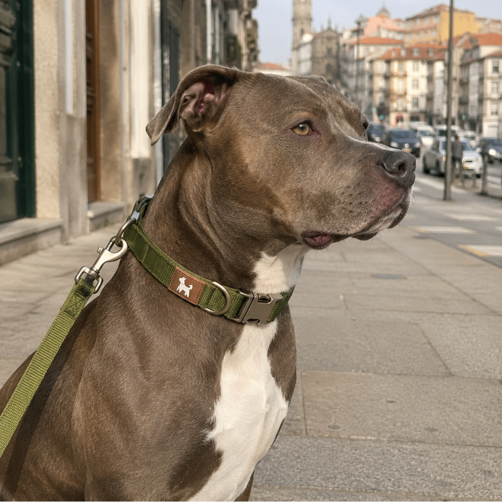 Coleira Ajustável para Cães Pequenos, Médios e Grandes - MimoCao